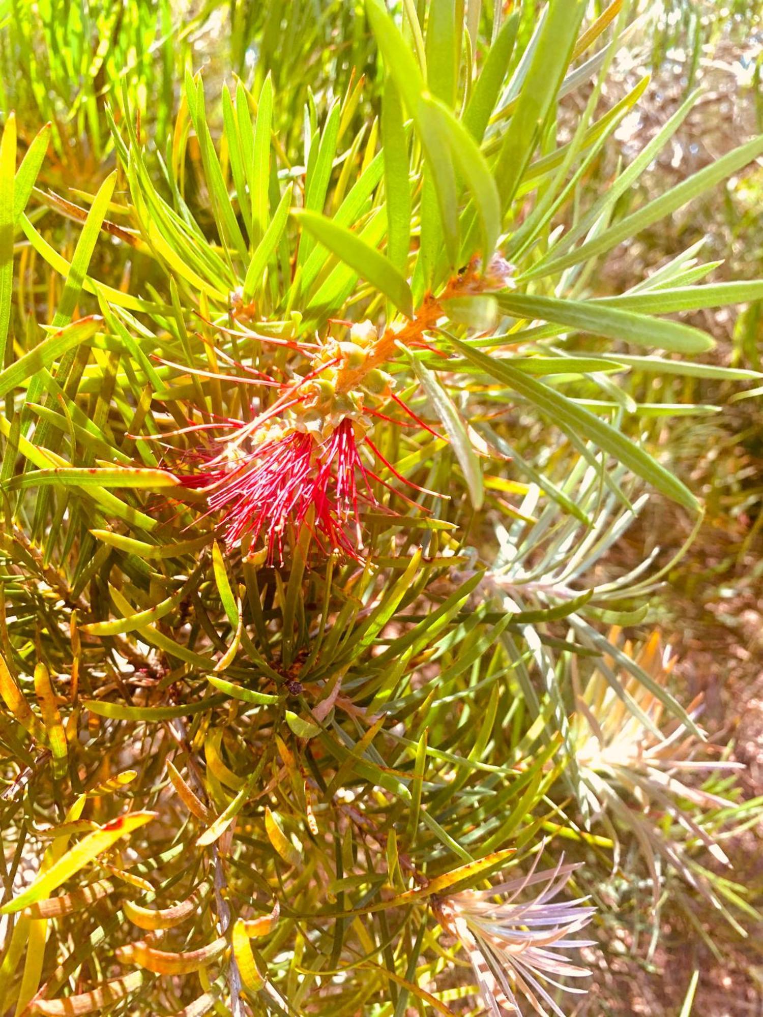 Spring Bay Villas, Denmark, Wa Eksteriør bilde